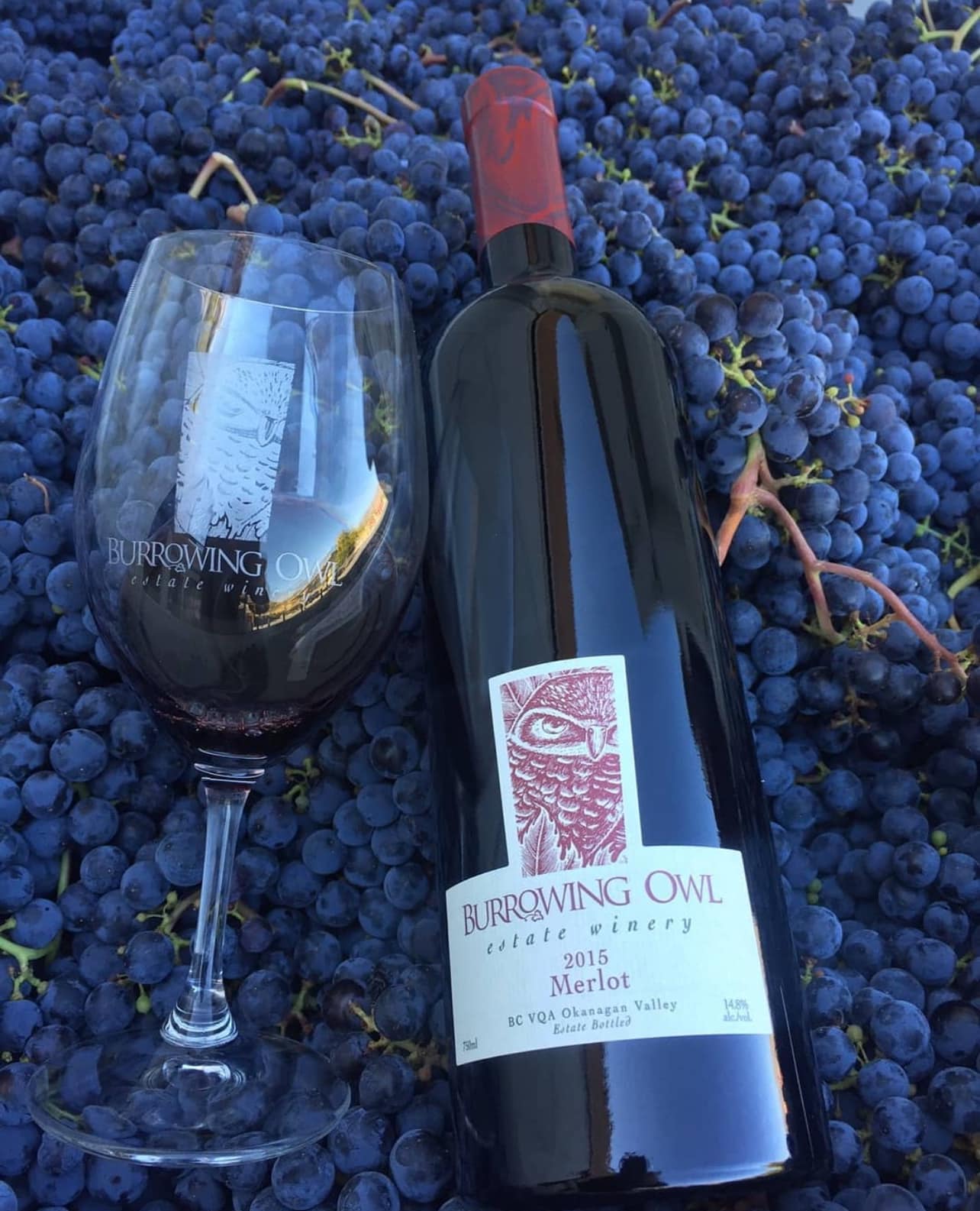 Burrowing Owl glass on grapes