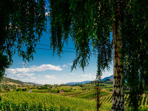 View of the surrounding vineyards