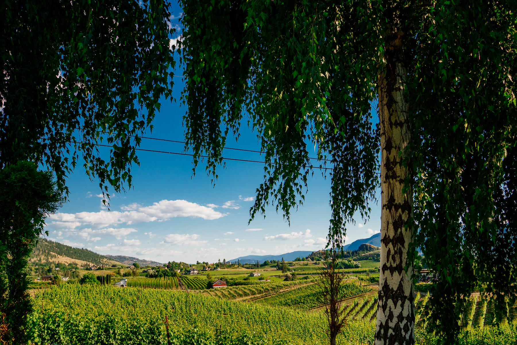 View of the surrounding vineyards
