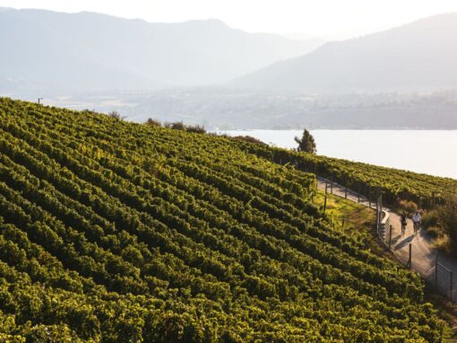 kettle valley trail trail along the Naramata Bench, through the vineyards