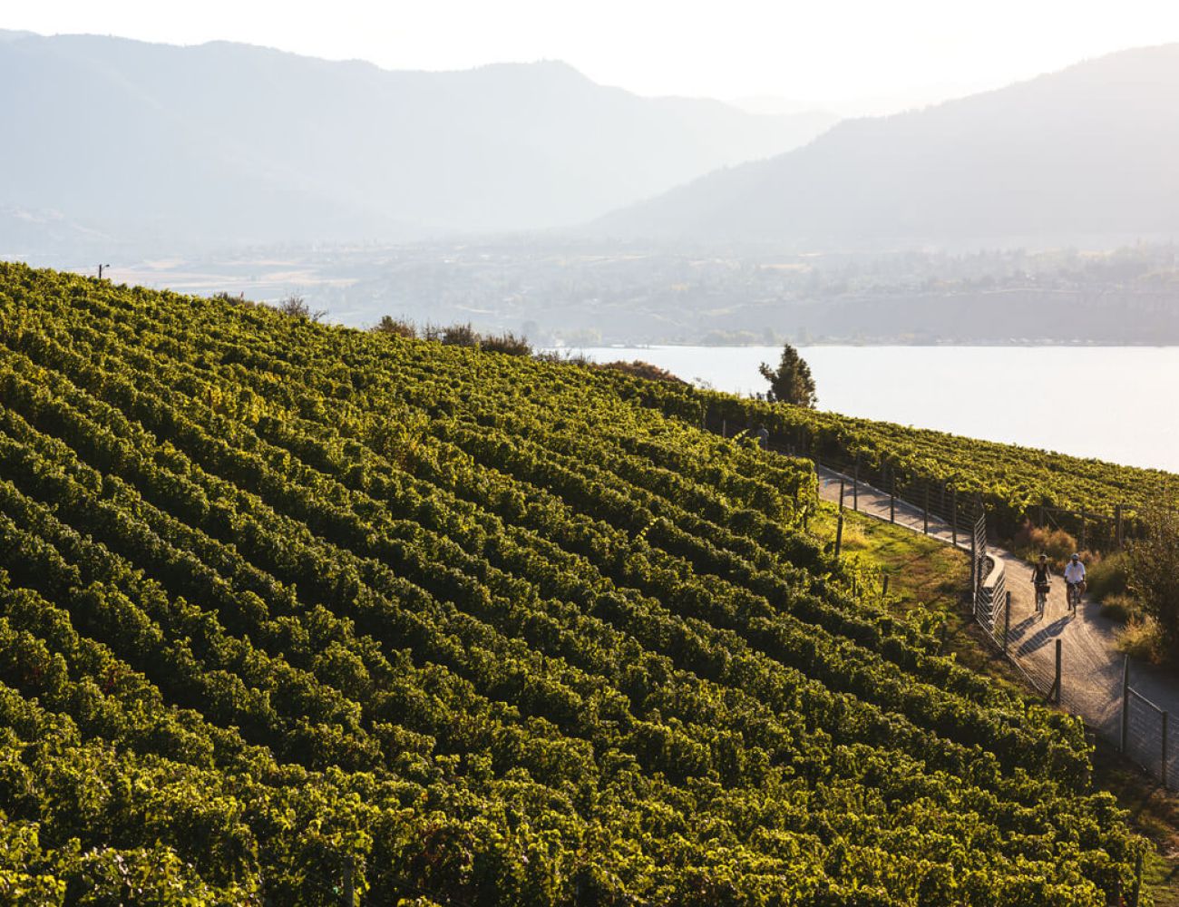 kettle valley trail trail along the Naramata Bench, through the vineyards