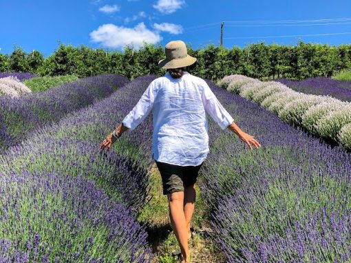 Playlist Orchard & Guest House Person walking through the Lavender Farm