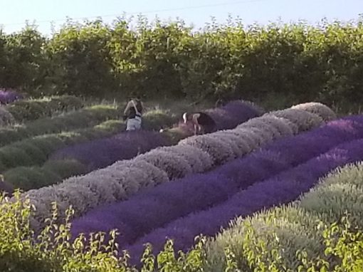 Playlist Orchard & Guest House People in the Lavender Farm