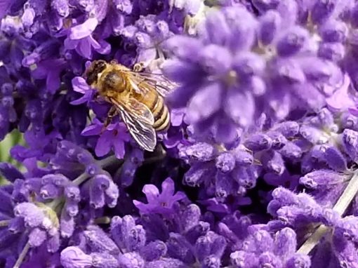 Playlist Orchard & Guest House Bee in the Lavender Farm