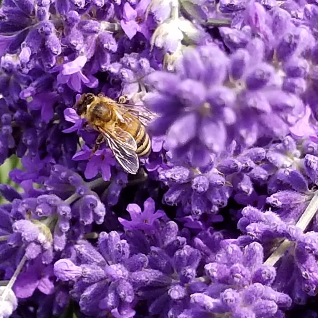 Playlist Orchard & Guest House Bee in the Lavender Farm