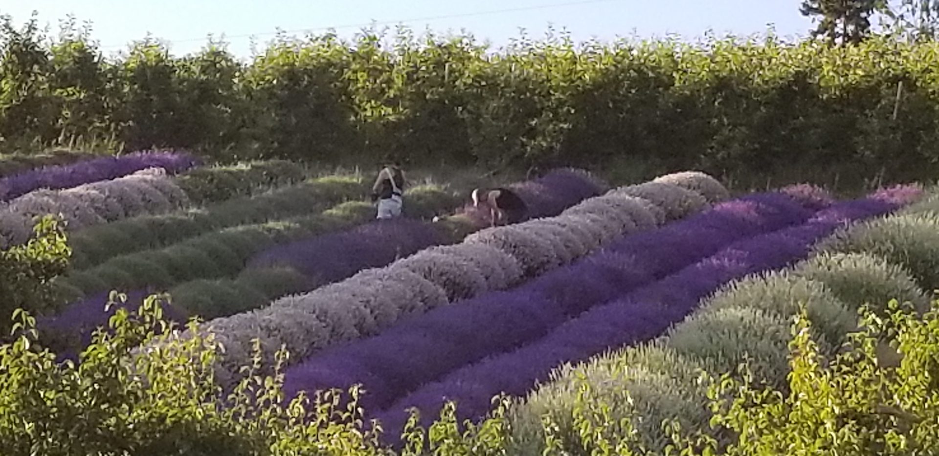 Playlist Orchard & Guest House People in the Lavender Farm
