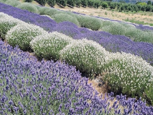 Playlist Orchard & Guest House Lavender Farm