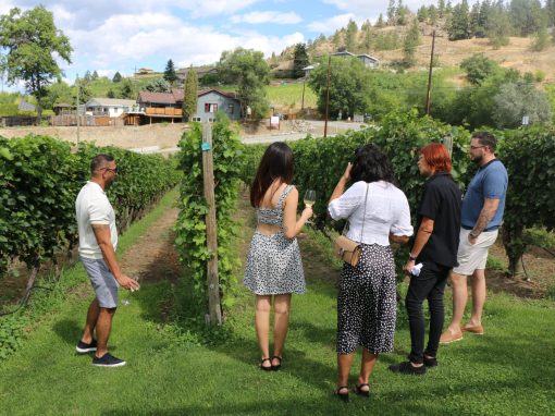 Bubbles Don't Count guests exploring an Okanagan vineyard during a guided wine tour