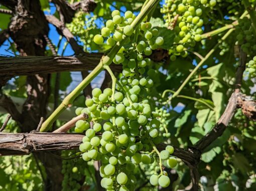 Crescent Hill Winery