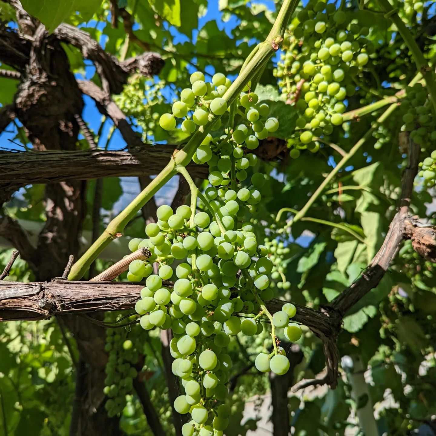 Crescent Hill Winery