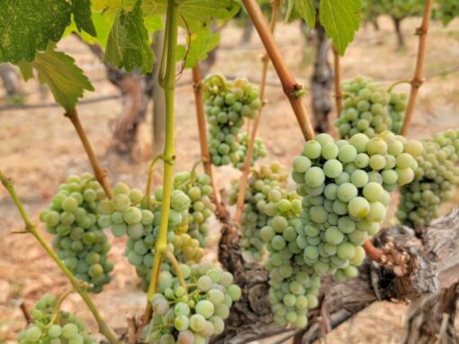 Grapes at Crescent Hill Wineryr