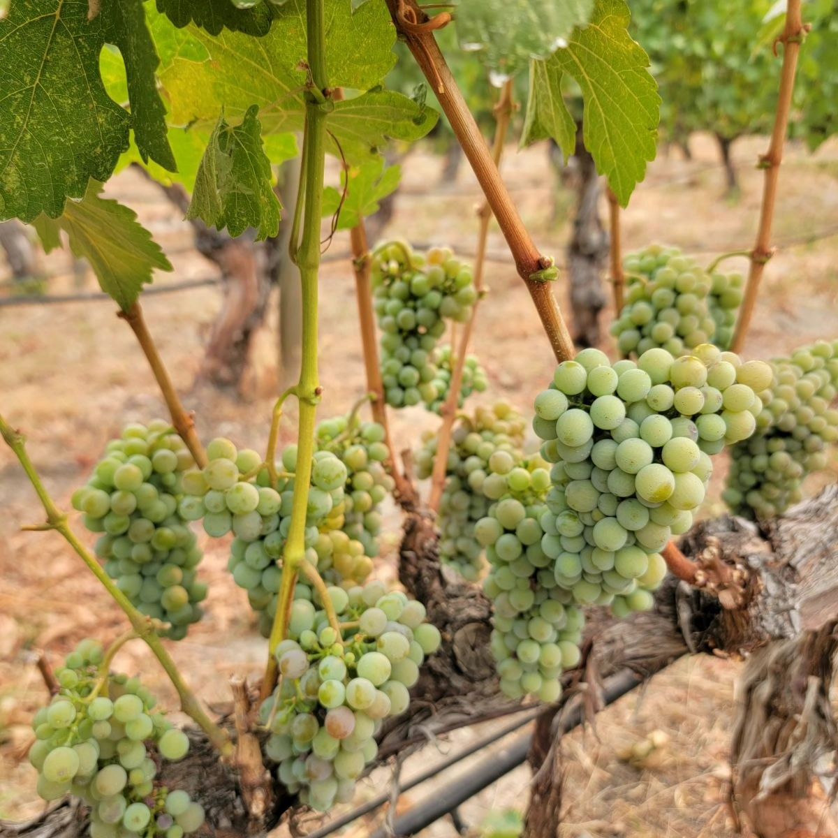 Grapes at Crescent Hill Wineryr