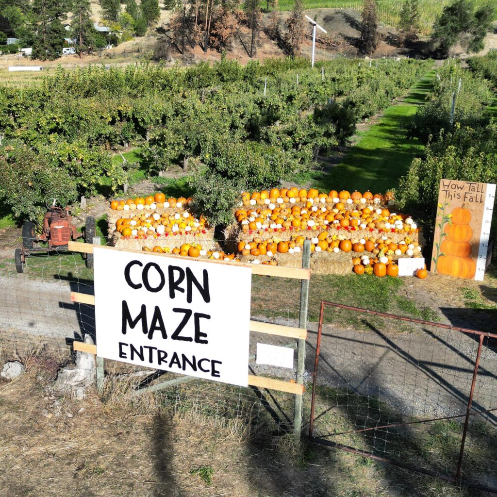 Apple Bin Corn Maze